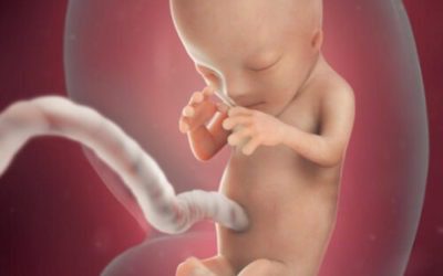 Blog 4 12 Weeks Pregnant