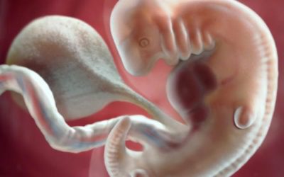 Blog 9 6 Weeks Pregnant