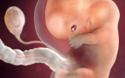 Blog 6 9 Weeks Pregnant