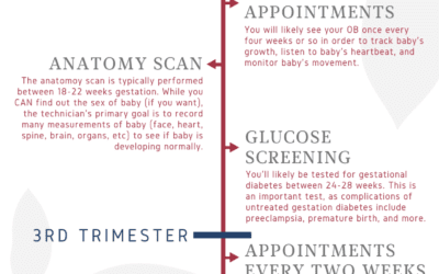 Blog 3 Pregnancy: a timeline of appointments
